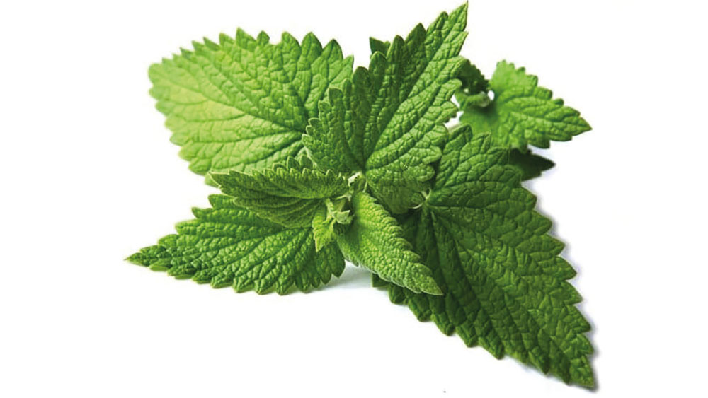 Mentha fresca