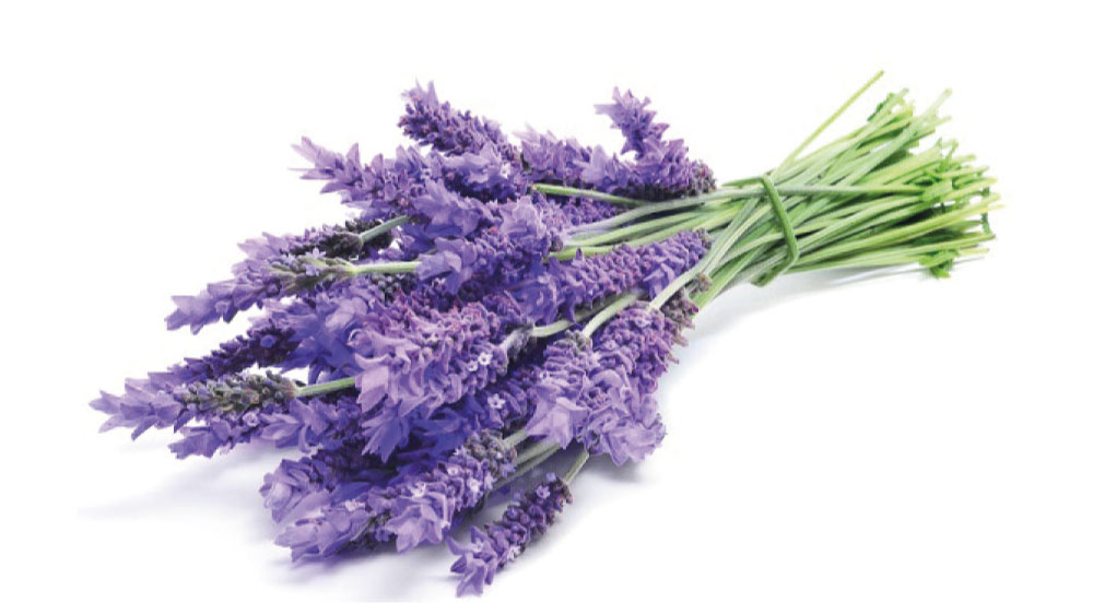 Lavendel